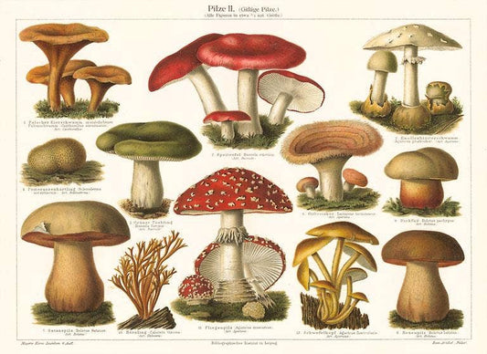 Greeting Card of Varieties of Mushroom